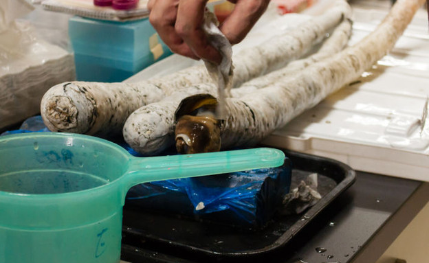 תולעת שחורה תולעת שחורה