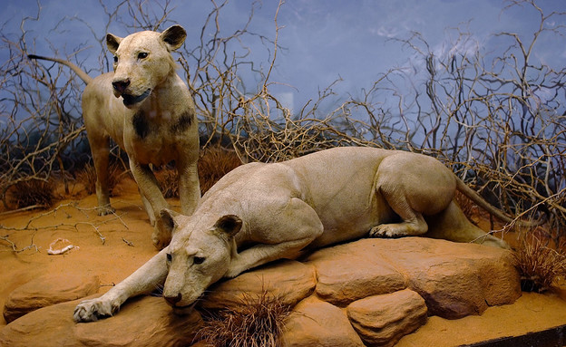 אריות אוכלי אדם צאבו (צילום: ויקיפדיה)