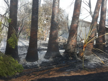 השריפה בשדה ורבורג (צילום: רפי קינג)