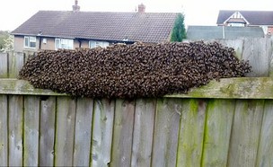 נחיל דבורים (צילום: יחסי ציבור)