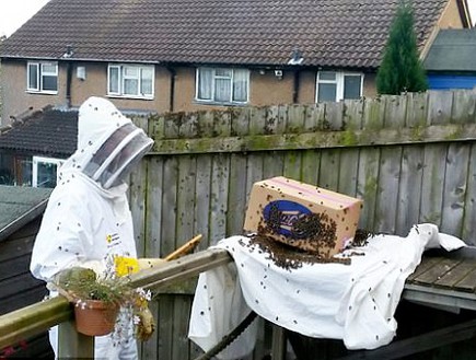 נחיל דבורים (צילום: יחסי ציבור)