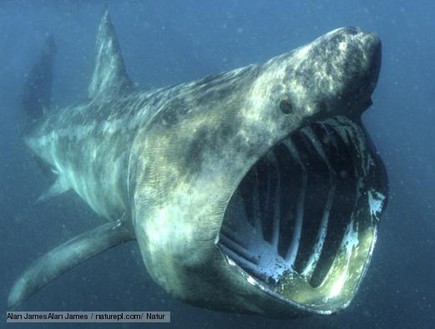 כריש ענק (צילום: יחסי ציבור)