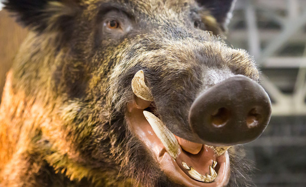 חזיר בר (צילום: Shutterstock)