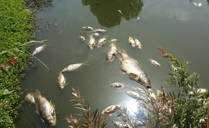 צפו: אלפי דגים מתו מזיהום בירקון (צילום: השכנים של הירקון)