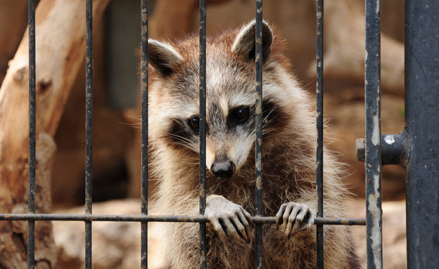 חיה בכלוב (צילום: Shutterstock)