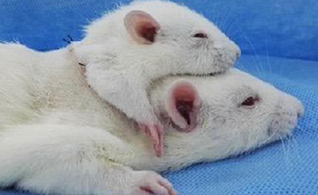 השתלת ראש עכבר (צילום: יחסי ציבור)