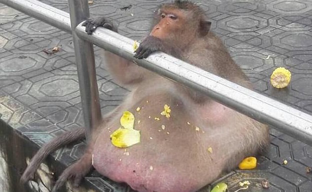 קוף שמן (צילום: יחסי ציבור)