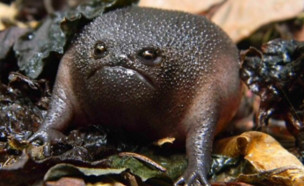 צפרדע יער שחורה (צילום: יחסי ציבור)