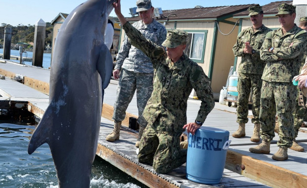 דולפינים בחיל הים האמריקאי (צילום: צבא ארצות הברית)