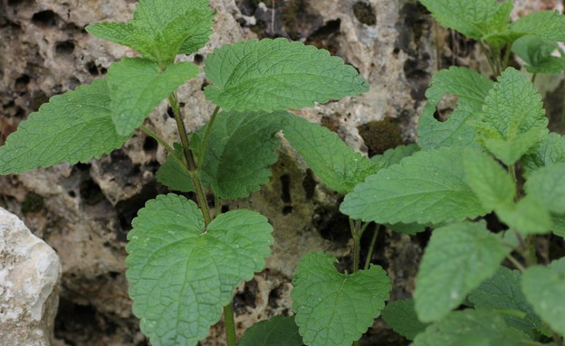 מליסה רפואית 