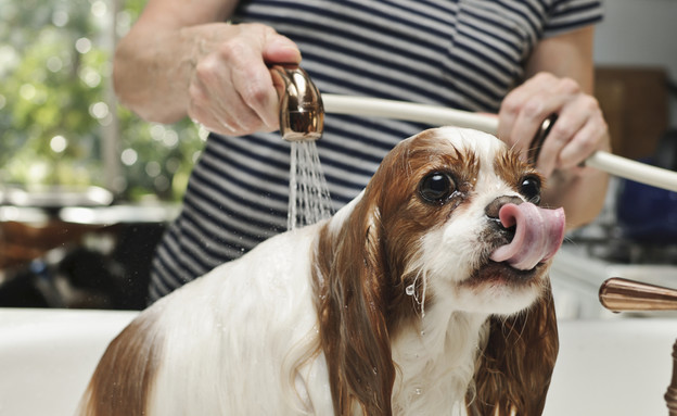 כלב  (צילום: Shutterstock)
