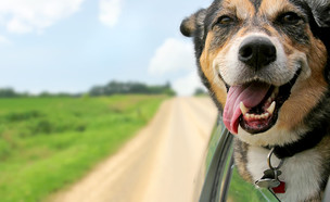 כלב  (צילום: Shutterstock)