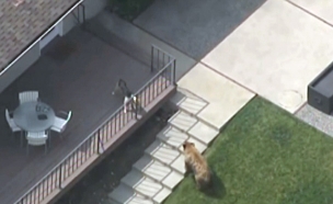 הכלב מבריח את הדוב מחצר הבית (צילום: kdtv6)