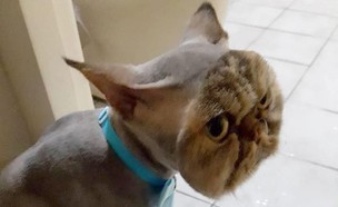 חתול עם תספורת איומה (צילום: צילום מסך, מעריב לנוער)