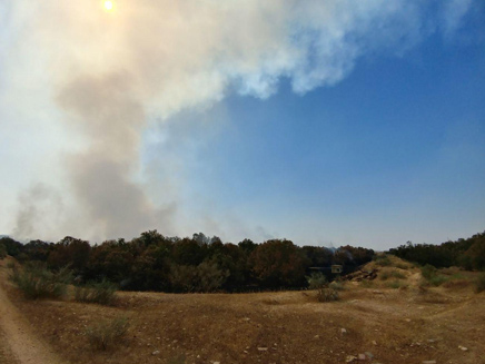 השריפה באזור אשדוד (צילום: צילום: המשרד להגנת הסביבה)