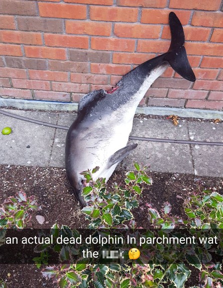 התעללות בפגר דולפין (צילום: יחסי ציבור)