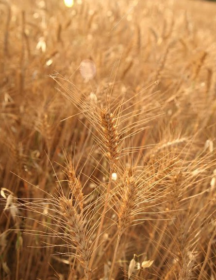 שיבולים בחבל מודיעין (צילום: יחסי ציבור,  יחסי ציבור )