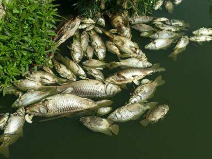 דגים מתים בירקון (צילום: השכנים של הירקון)