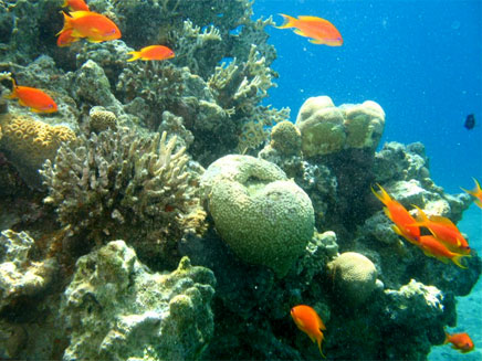 האלמוגים מאילת יצילו את העולם? (צילום: עינר ברזילי, חדשות 2)
