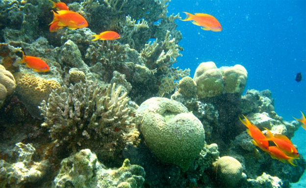 האלמוגים מאילת יצילו את העולם? (צילום: עינר ברזילי, חדשות 2)