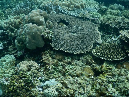 אלמוגים (צילום: יחסי ציבור)