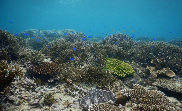 אלמוגים (צילום: יחסי ציבור)
