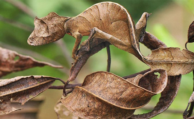 חיות מוסוות חיות מוסוות
