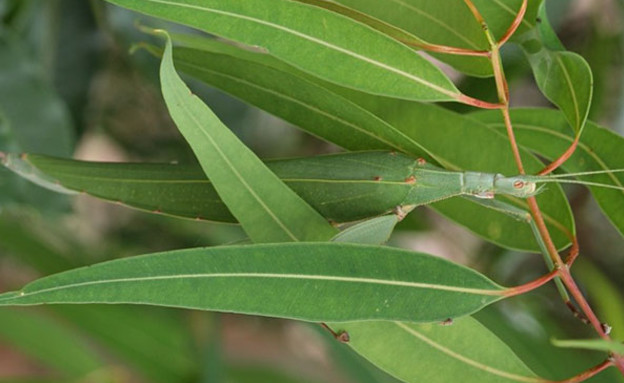 חיות מוסוות חיות מוסוות
