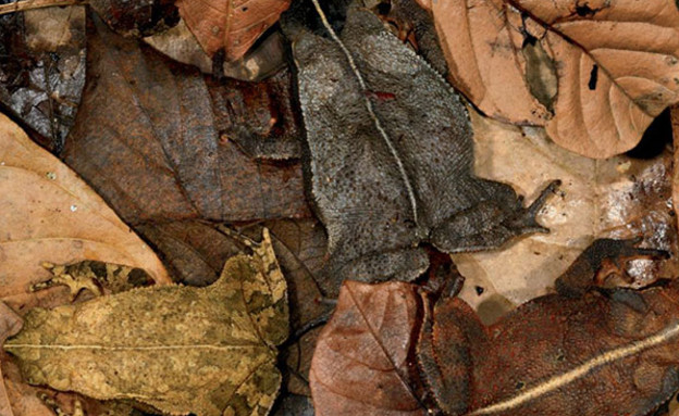 חיות מוסוות חיות מוסוות