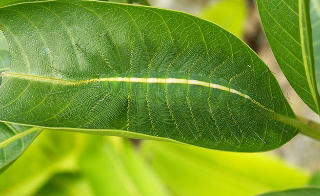 חיות מוסוות חיות מוסוות