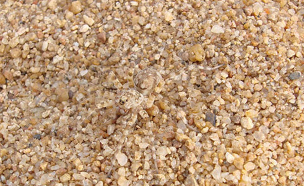 חיות מוסוות חיות מוסוות