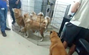 יותר מ-20 כלבים נכלאו בדירה קטנה (צילום: חדשות 2)