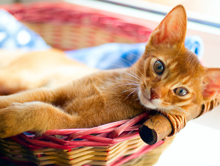 חתול שוכב במיטה (צילום: Vlad Thepesh, Shutterstock)