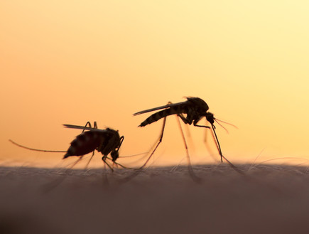 יתושים (צילום: mycteria, ShutterStock)