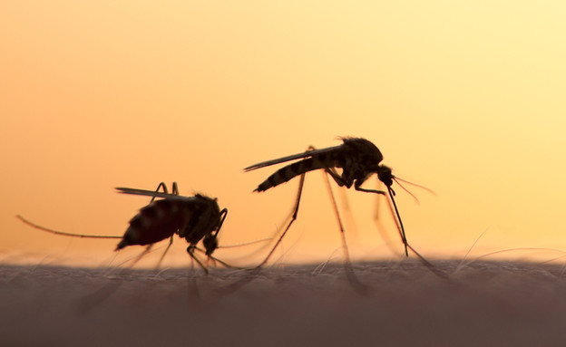 יתושים (צילום: mycteria, ShutterStock)