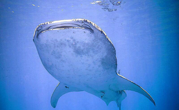 כריש לווייתן באילת (צילום: עמרי יוסף עומסי, רשות הטבע והגנים)