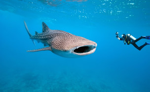 כריש הלוויתן (צילום: Krzysztof Odziomek, Shutterstock)