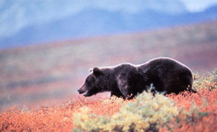 דוב אלסקה (צילום: Getty Images, GettyImages IL)