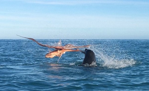 כלב ים נגד דיונון (צילום: קונור סטפליי)