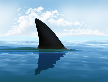 כריש (אילוסטרציה: Tatiana Shepeleva, Shutterstock)