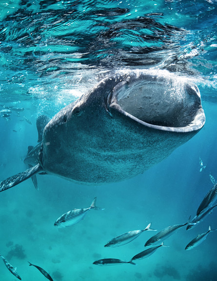 כריש לווייתני (צילום: Fata Morgana by Andrew Marriott, Shutterstock)
