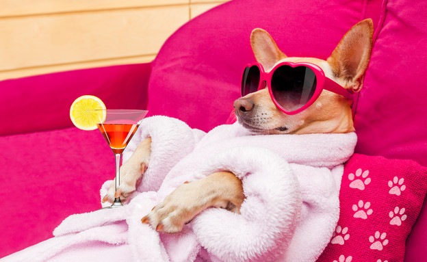 כלב מפונק (צילום: Javier Brosch, Shutterstock)