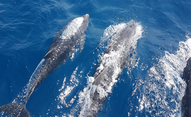 גם הדולפינים התרשמו (צילום: חדשות 2)