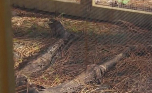 חוות הגופות באטסטרליה (צילום: יחסי ציבור)