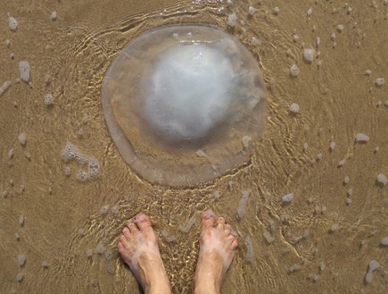 מדוזה בחוף (צילום: Roman Yanushevsky, ShutterStock)