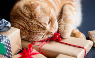 מתנה לחתול (צילום: SimonVera, Shutterstock)