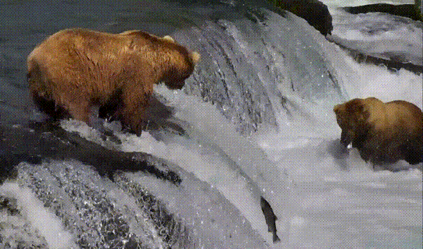 תמונה מונפשת של דובים דגים בנהר (צילום: יחסי ציבור)
