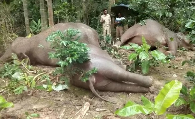 פילים חושמלו למוות (צילום: יחסי ציבור)