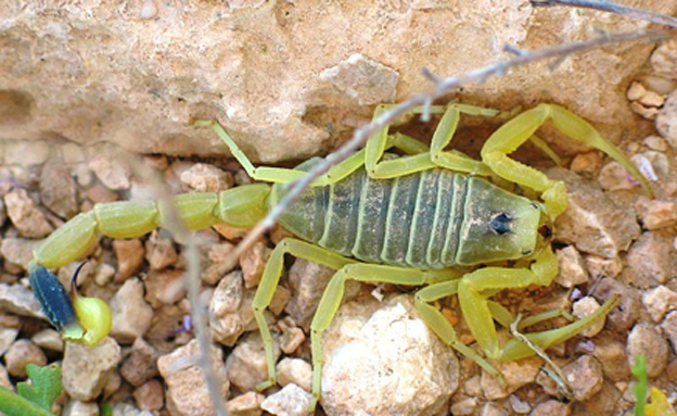 עקרב (צילום: אסתר ענבר)