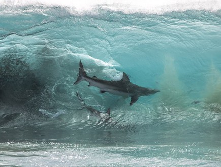 כרישים כל כך קרובים (צילום: יחסי ציבור)